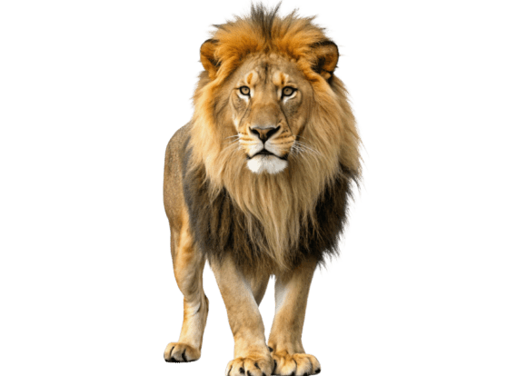 Download Lion Isolated on a Transparent - Premium Resources